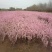 红花麦李