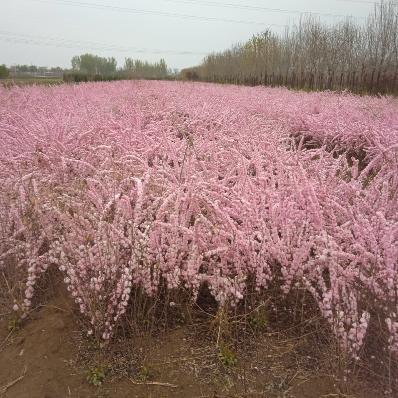 红花麦李