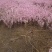 红花麦李
