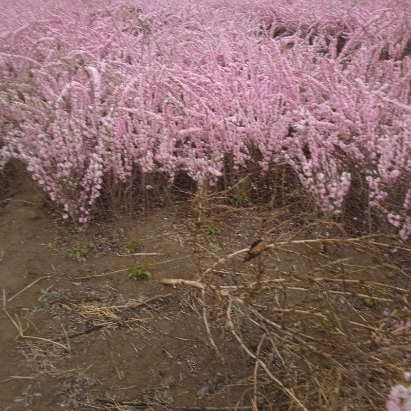 红花麦李