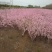 红花麦李