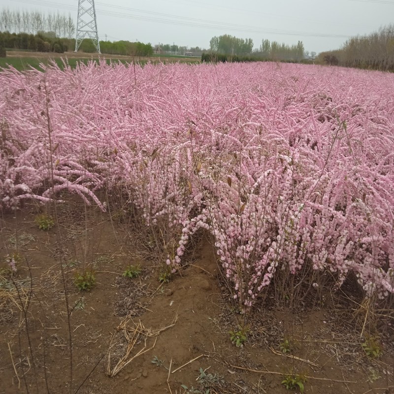红花麦李