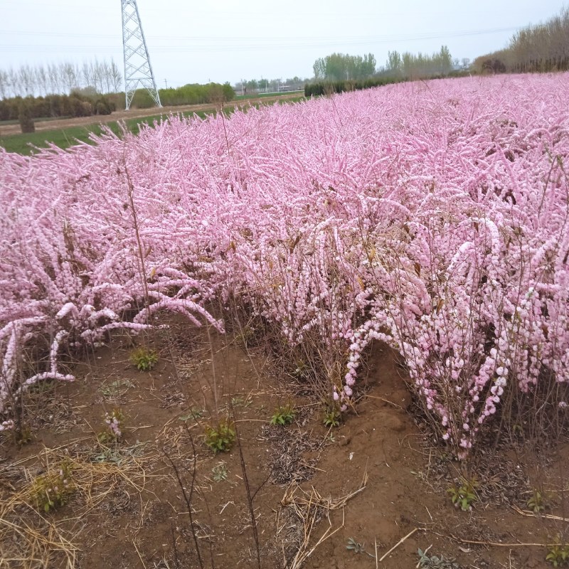红花麦李