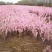 红花麦李