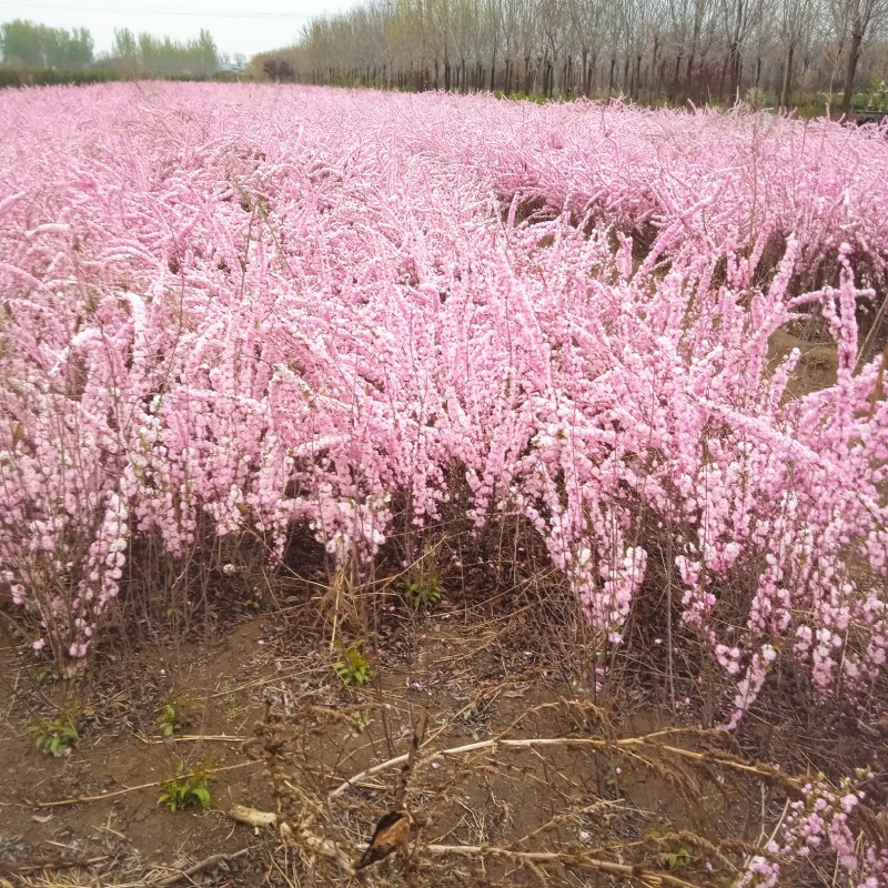 红花麦李