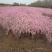红花麦李