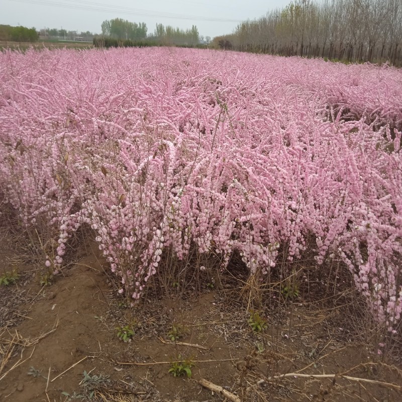 红花麦李