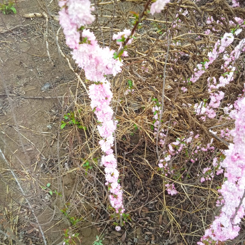 红花麦李