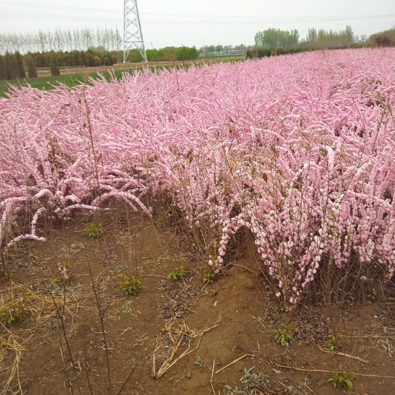 红花麦李