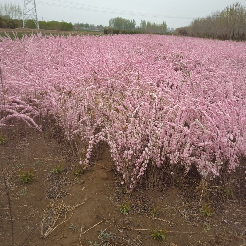 红花麦李