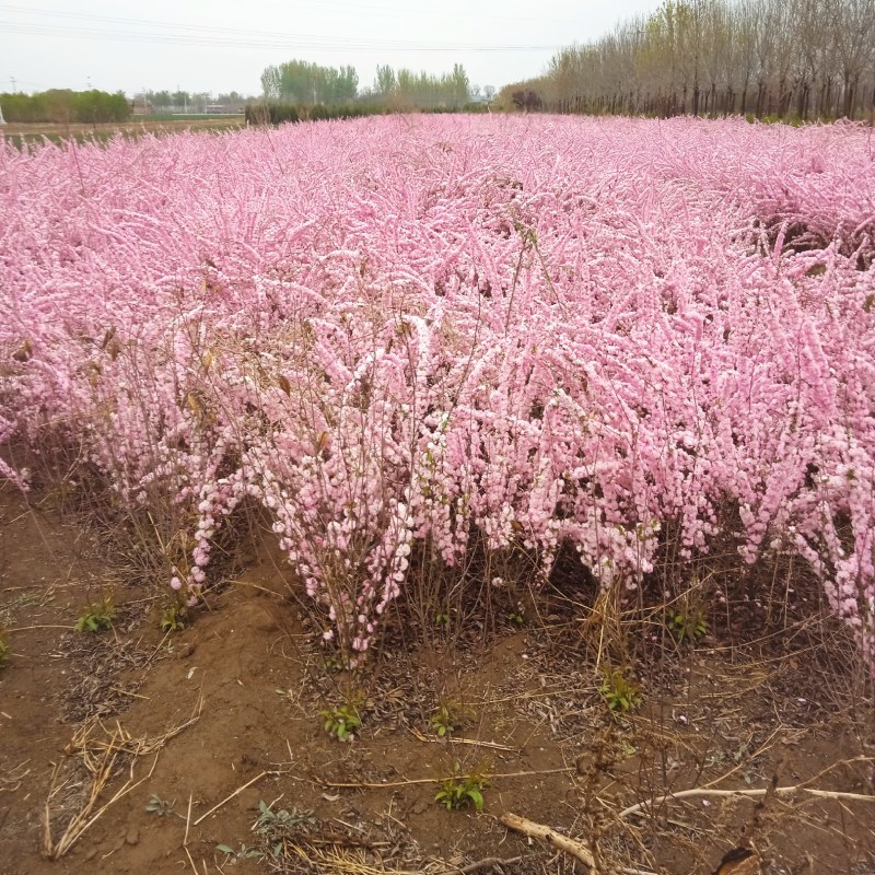红花麦李