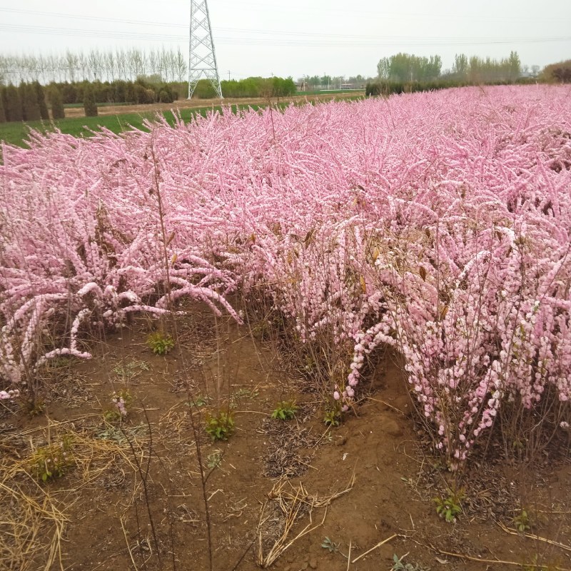 红花麦李