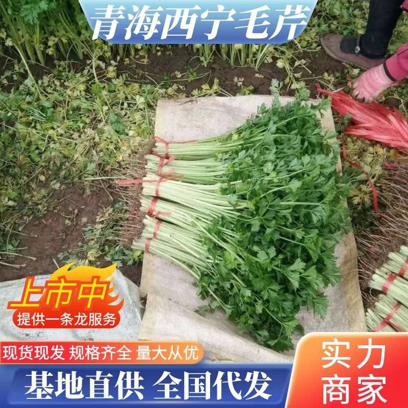 青海芹菜精品高原毛芹菜大量上市价格便宜货源充足