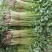 青海芹菜精品高原毛芹菜大量上市价格便宜货源充足