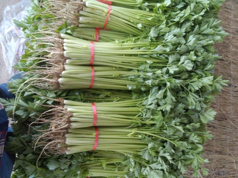 青海芹菜精品高原毛芹菜大量上市价格便宜货源充足