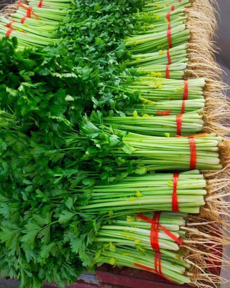 青海芹菜精品高原毛芹菜大量上市价格便宜货源充足