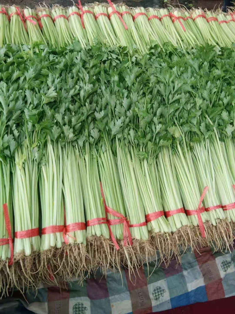 青海芹菜精品高原毛芹菜大量上市价格便宜货源充足