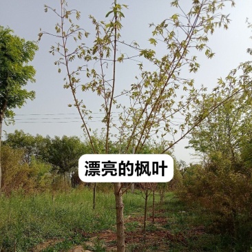 元宝枫带冠精品树形清地批发中