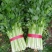 青海芹菜精品高原毛芹菜大量上市价格便宜货源充足