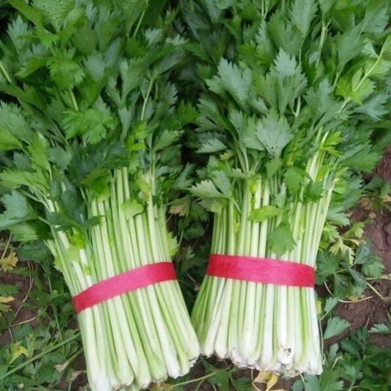 青海芹菜精品高原毛芹菜大量上市价格便宜货源充足