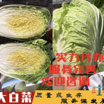 【力荐】陆地黄心白菜聊城白菜黄心白菜持续供应