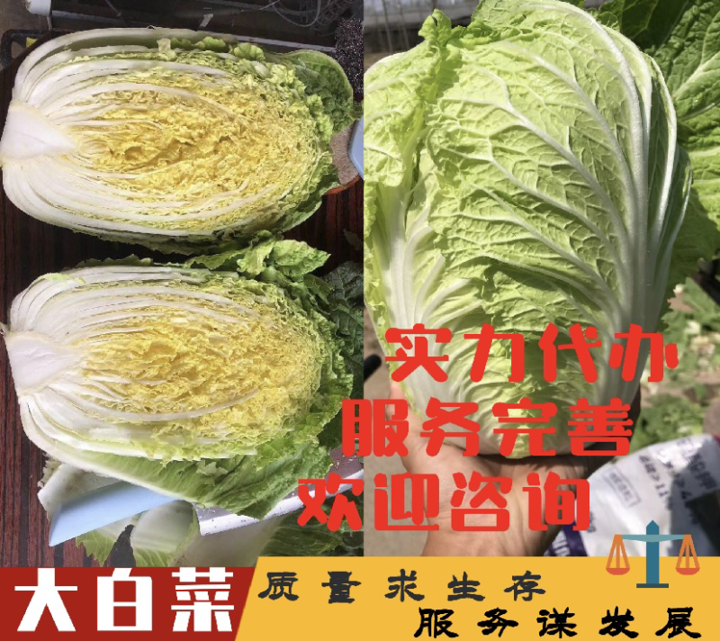 【力荐】陆地黄心白菜聊城白菜黄心白菜持续供应