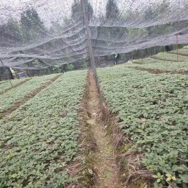 四川竹节种苗，欢迎需要老板咨询订购。