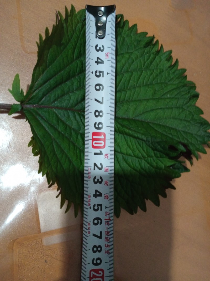 紫苏苗