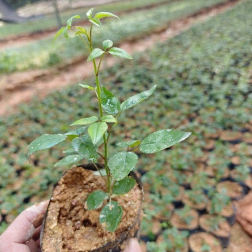 无刺金樱子苗，自家种植基地，自家苗场一手货源