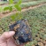 无刺金樱子苗，自家种植基地，自家苗场一手货源