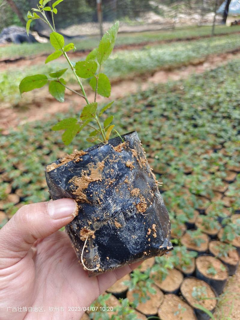 无刺金樱子苗，自家种植基地，自家苗场一手货源