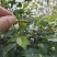 无刺金樱子苗，自家种植基地，自家苗场一手货源