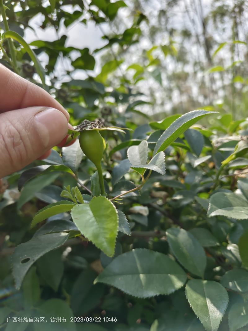 无刺金樱子苗，自家种植基地，自家苗场一手货源