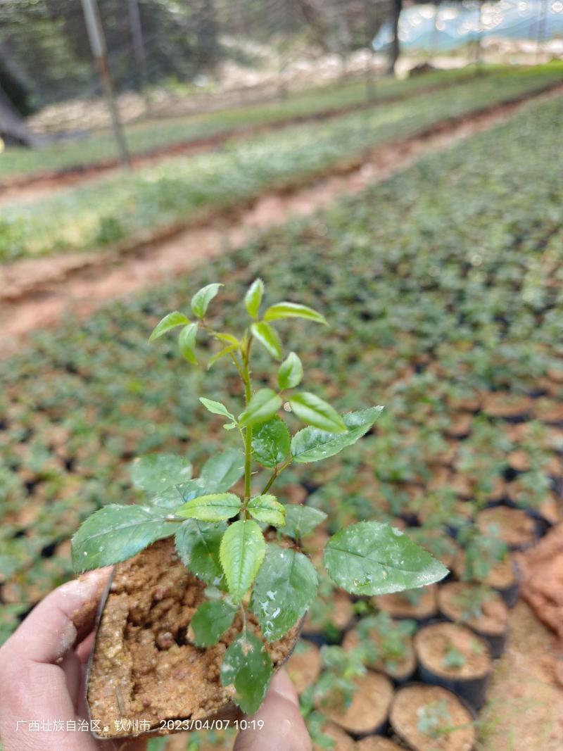 无刺金樱子苗，自家种植基地，自家苗场一手货源