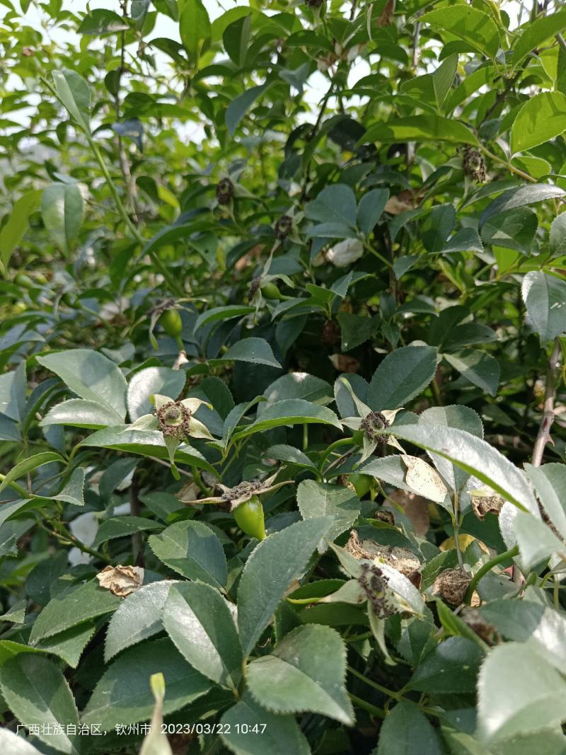 无刺金樱子苗，自家种植基地，自家苗场一手货源