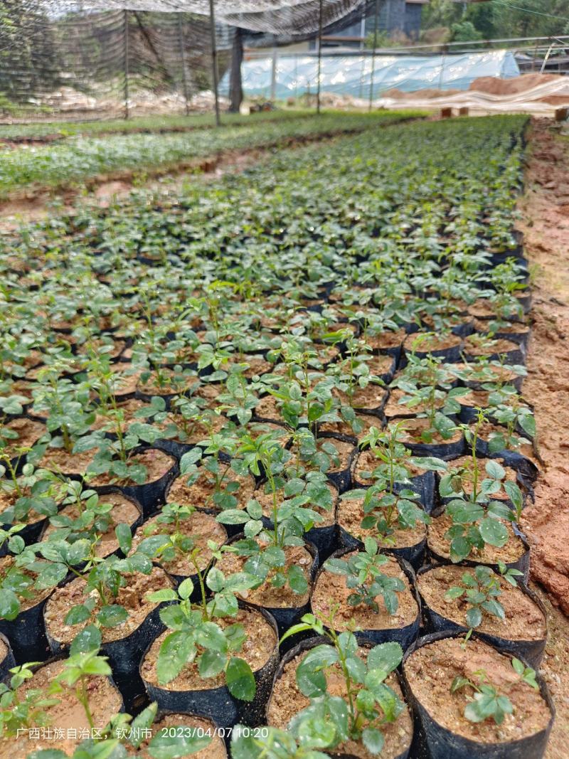 无刺金樱子苗，自家种植基地，自家苗场一手货源