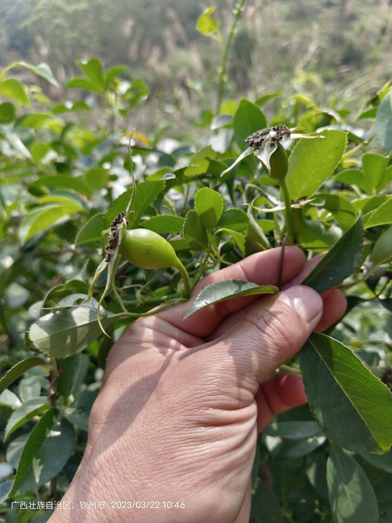 无刺金樱子苗，自家种植基地，自家苗场一手货源