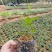 无刺金樱子苗，自家种植基地，自家苗场一手货源