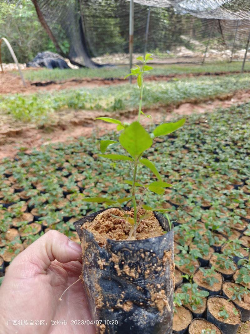 无刺金樱子苗，自家种植基地，自家苗场一手货源