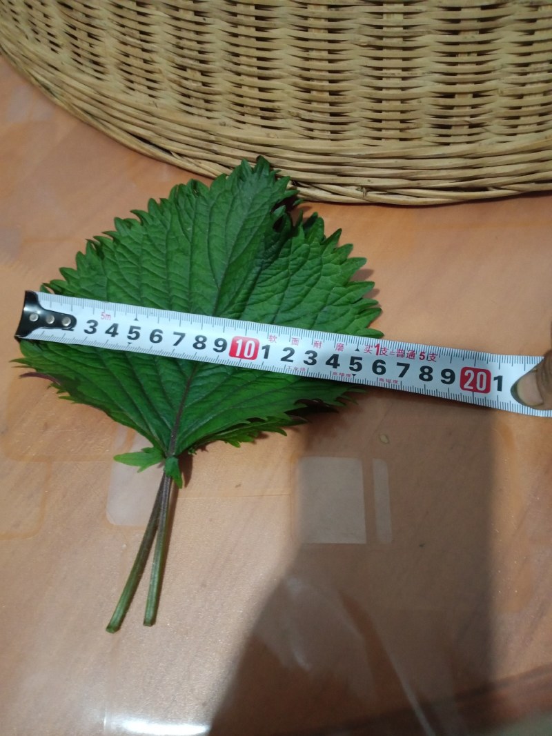 鲜紫苏叶
