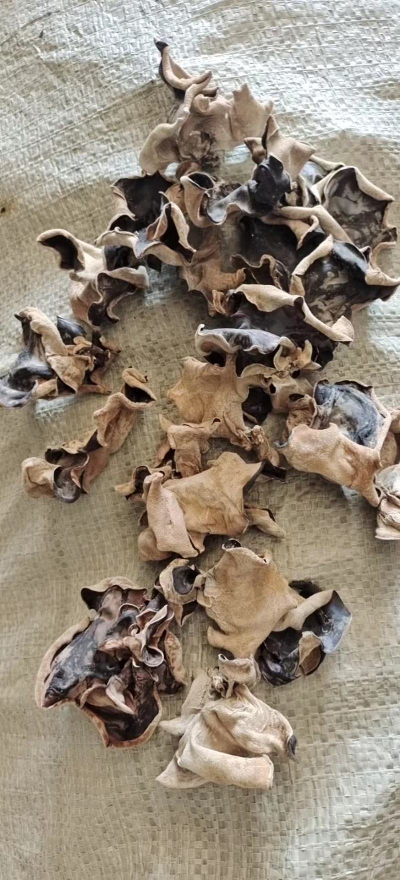 江苏毛木耳