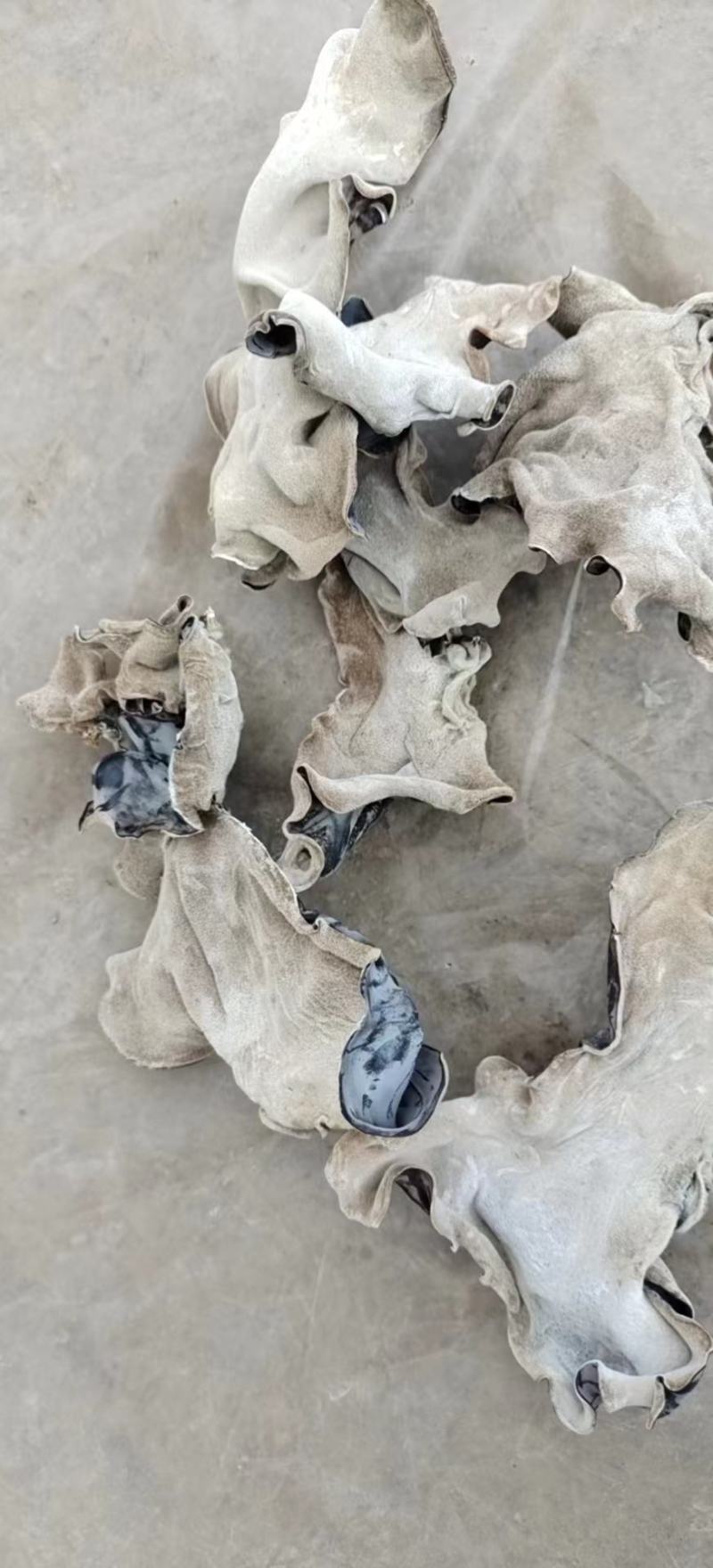 江苏毛木耳