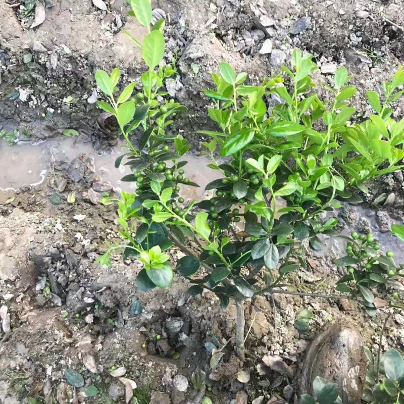 无刺枸骨