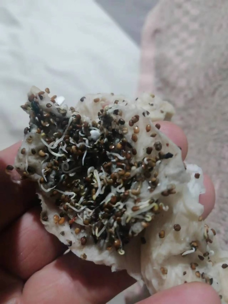 红枸杞籽