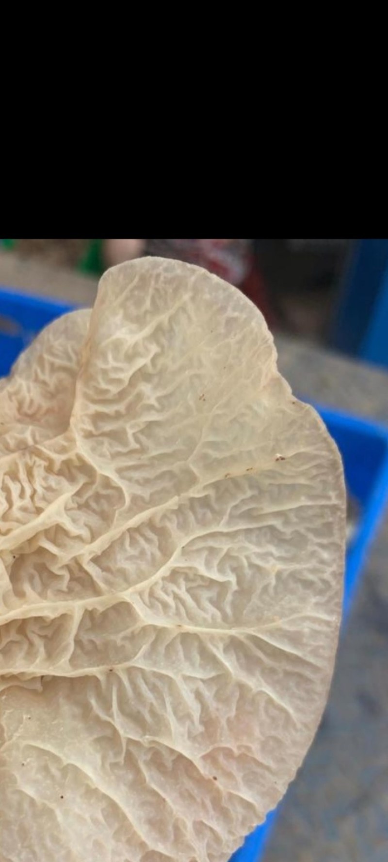 羊肚耳新鲜包邮