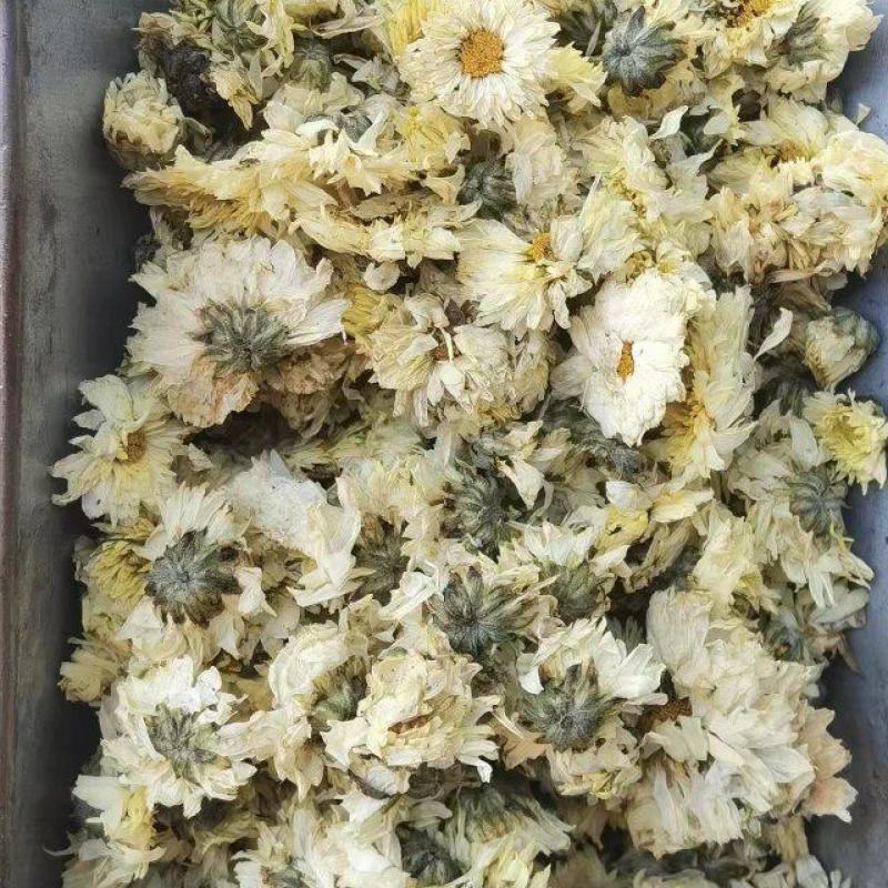 北京菊杭天菊