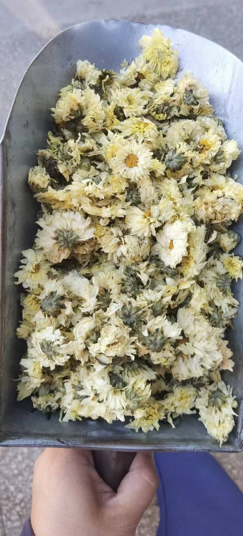 北京菊杭天菊
