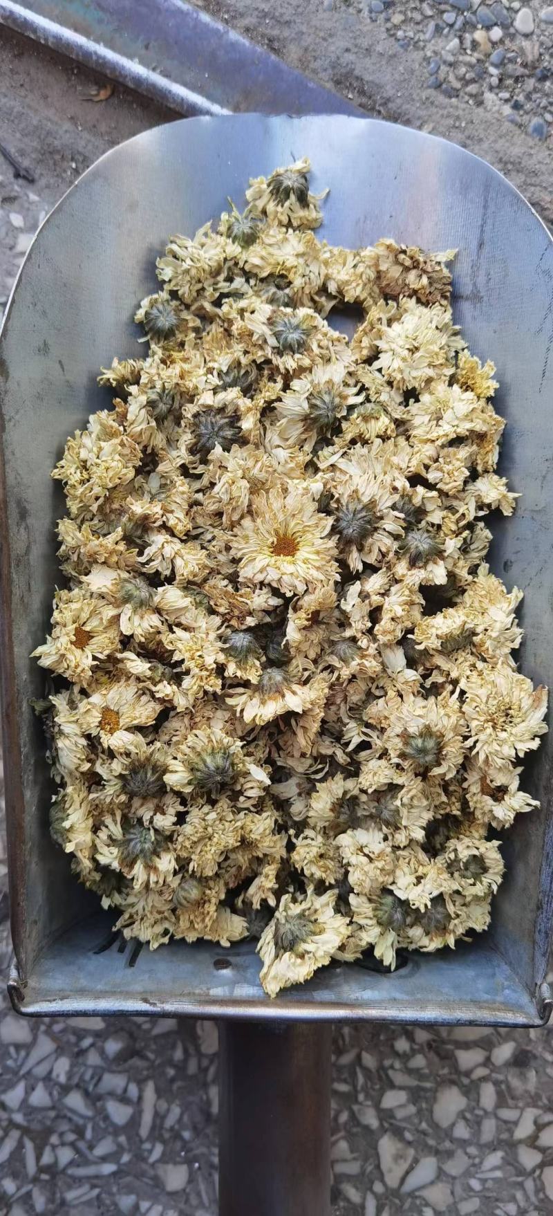 北京菊杭天菊