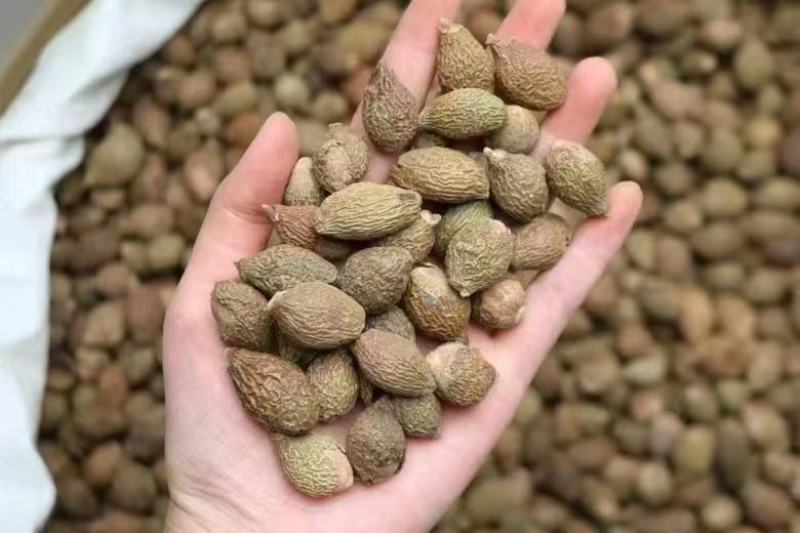 胖大海泡水散装搭甘草罗汉果金银花菊花茶炎咽茶组合凉茶