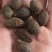 胖大海泡水散装搭甘草罗汉果金银花菊花茶炎咽茶组合凉茶